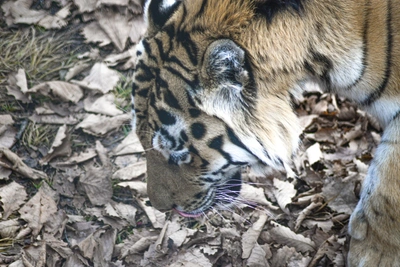 Тигр убил охотника в тайге Приморья при доставке корма