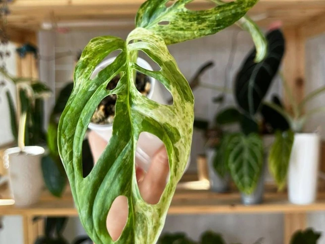 А это монстера | Источник: kust1kkk / T.me