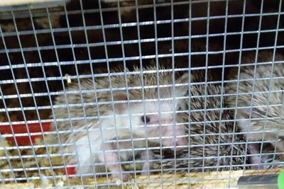 300 карликовых ежей доставили в Красноярск из Таиланда