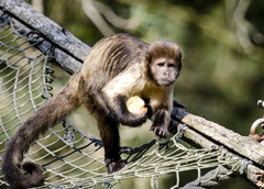 Распространение обезьяньей оспы пугает. ВОЗ объявила чрезвычайную ситуацию