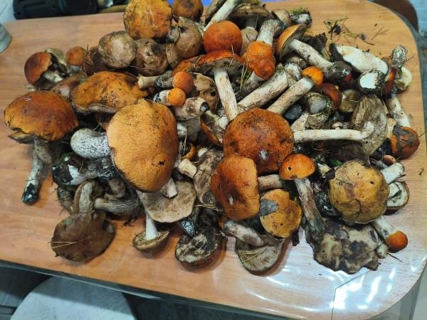 Столько грибов свердловчанин набрал в районе Берёзовского | Источник: Александр Северухин / «Грибы и грибники Екатеринбурга и Свердловской области» / Vk.com