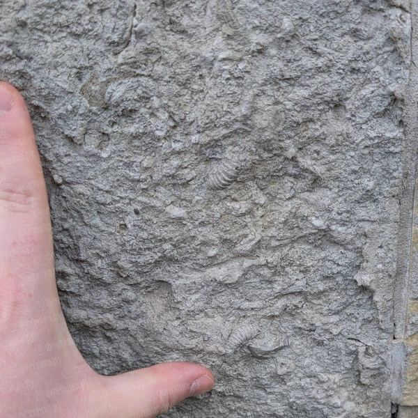 Источник: Федор Данилов, «Фонтанка.ру»