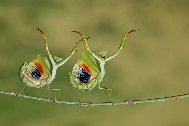 Источник: Hasan Baglar / The Nature Photography Contest 2023