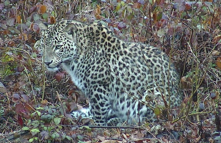 Выпущенный в дикую природу леопард убит браконьерами