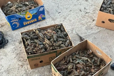 Полицейские пресекли перевозку 470 кг раков