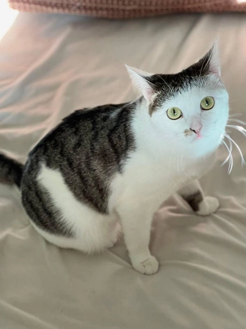 Мура&nbsp;— упитанная кошка | Источник: приют «Муркот»