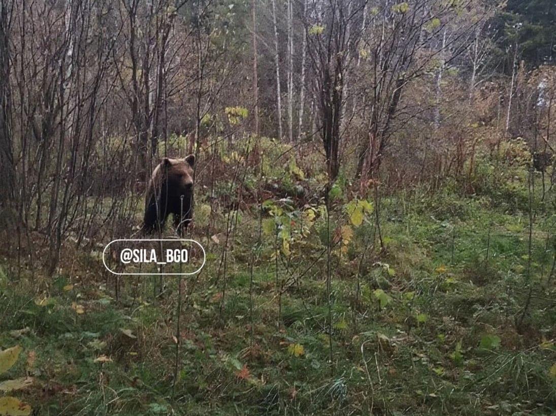«Прошу сохранять спокойствие». Под Екатеринбургом ищут медведя