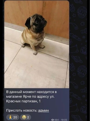 Собаку потеряли 17 августа | Источник: «Мопсодом»