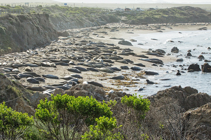 Морские слоны потеснили туристов на калифорнийском пляже