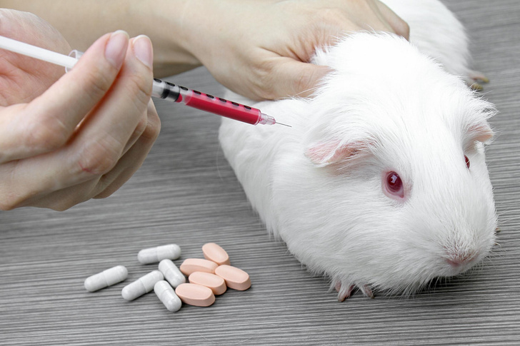 В Европе могут вновь разрешить жестокое тестирование косметики на животных