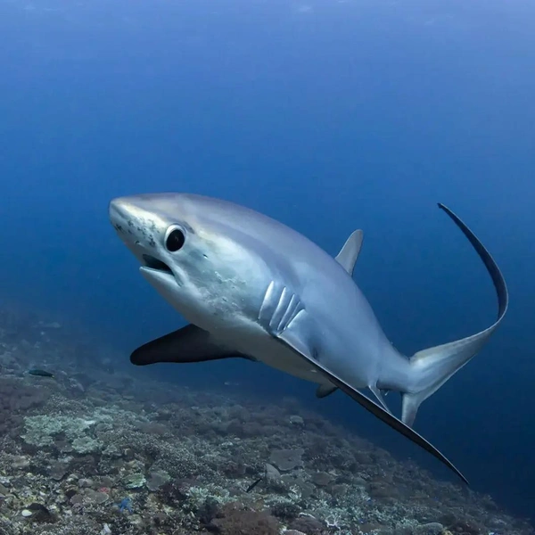 Финалист в номинации Oceanics Programme. Лисья акула из рода Alopias | Источник: László Földi / Shark Photographer of the Year 2025