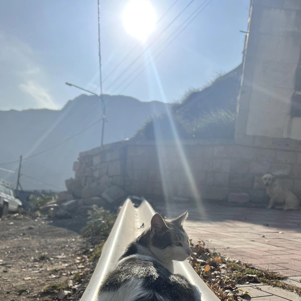 Кот из Дагестана | Источник: Габриелла Захарова / 26.RU