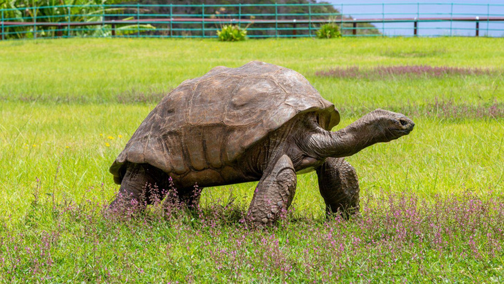 Самая старая черепаха в мире отметила 191-й день рождения: как живется Джонатану на острове Святой Елены?