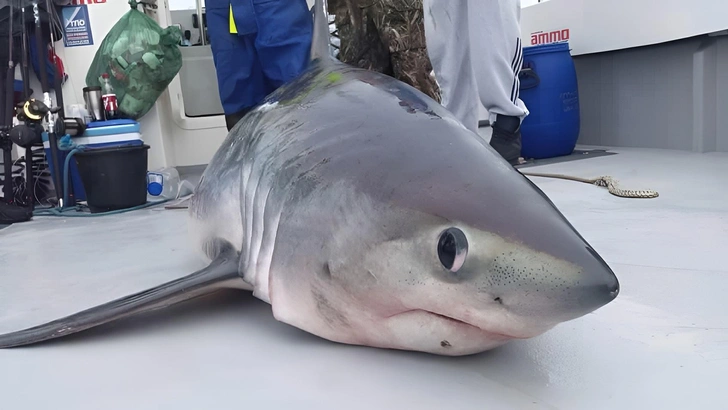 🦈Неизвестный, но очень дерзкий хищник съел одну из опаснейших акул в мире. Подробности от морских биологов