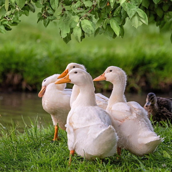 Источник: Shutterstock/Fotodom.ru