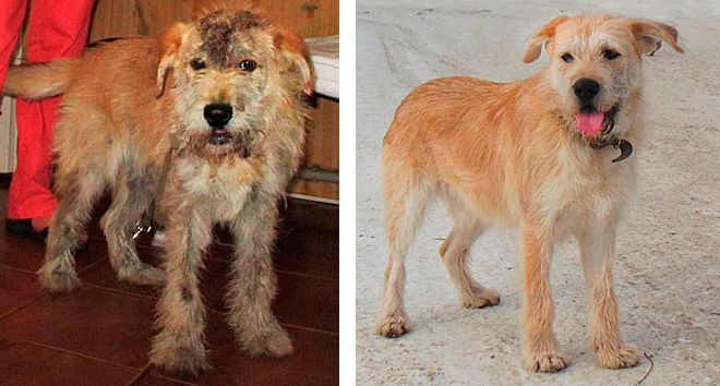 До и после: бездомные животные, которым повезло