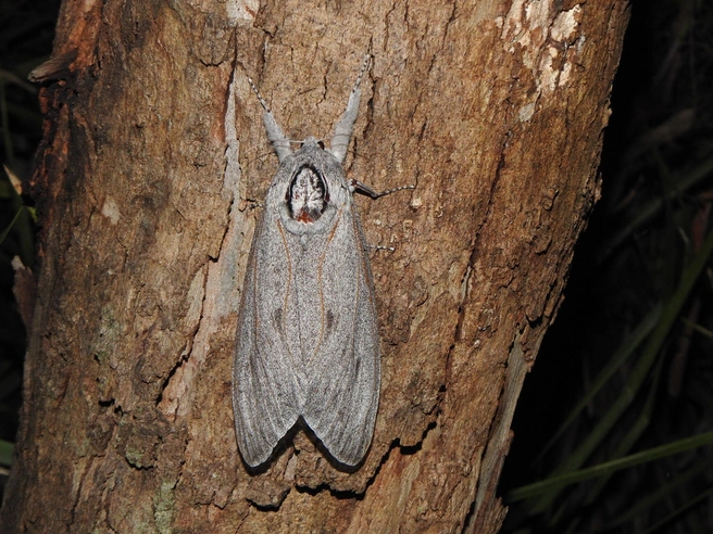 Австралийский древоточец (Endoxyla cinereus) — самая тяжелая бабочка, самка которой откладывает десятки тысяч яиц. | Источник: Greg Tasney, CC BY-SA 4.0, via Wikimedia Commons