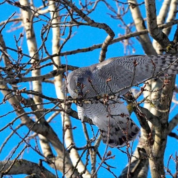 Источник: Станислав Крутоверцев / «Каждой твари по паре».