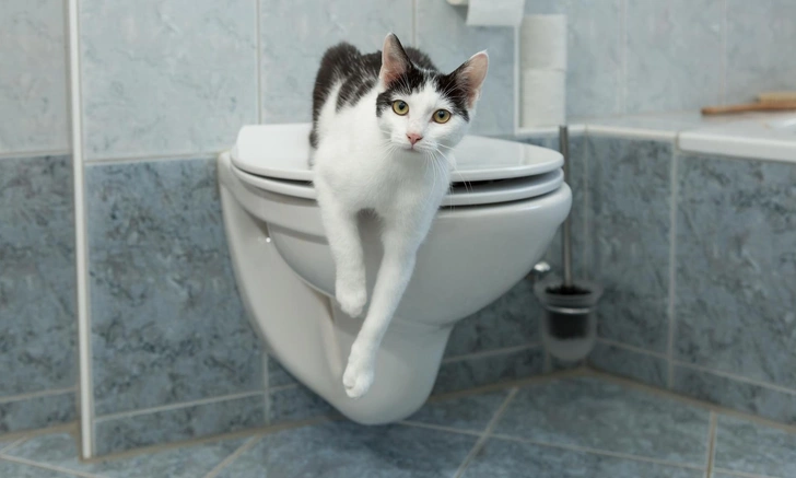 Маневр Вальсальвы и риск инсульта при дефекации: объяснение невролога | Источник: iStockphoto/w-ings