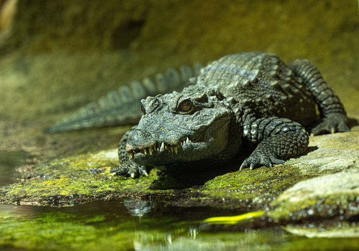 Открытие поможет миллионам: шведские ученые заглянули в уши тупорылых крокодилов