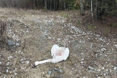 В поселке под Екатеринбургом обнаружен мертвый лебедь