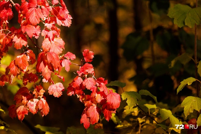 Осень богата не только золотистыми красками | Источник: Ирина Шарова / 72.RU