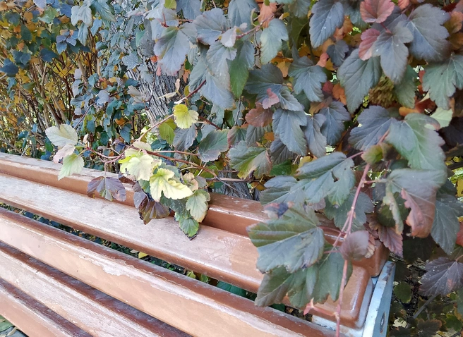 А некоторые так и уйдут в зиму несломленными, зелеными | Источник: читатели V1.RU