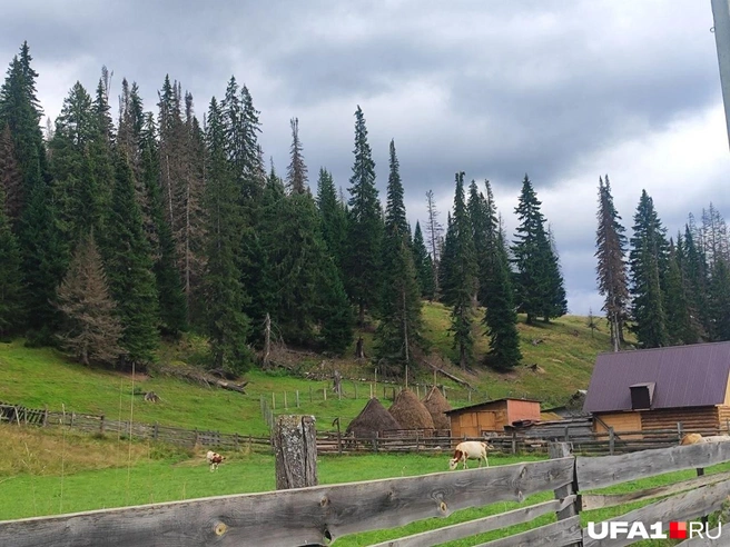 Окрестности деревни | Источник: Марина Каримова / UFA1.RU