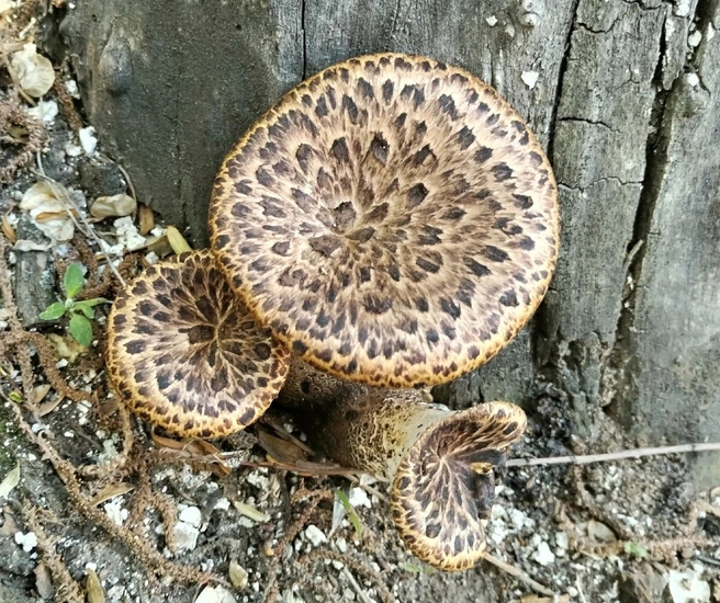 Их называют котлетными грибами | Источник: Николай Николаев / «Грибы. Грибники Омска и Омской области.» / Vk.com