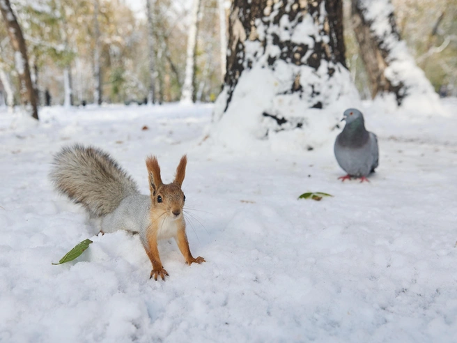 Голуби не уступают белкам в стремлении найти пищу | Источник: Александр Ощепков