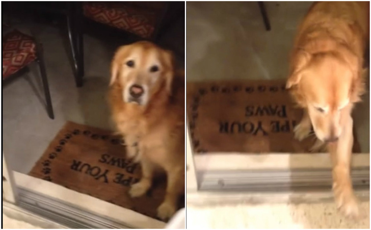 Однажды эта собака врезалась в стеклянную дверь и с тех пор очень и очень осторожна (видео)