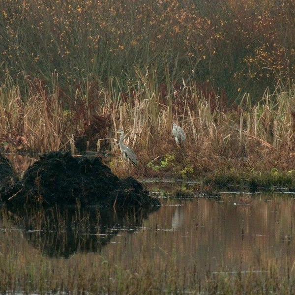 Источник: Авторский канал Павла Глазкова о жизни животных