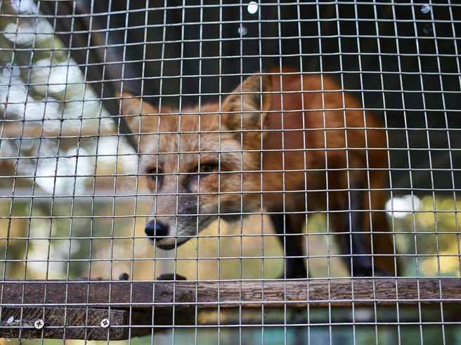 Специалисты призывают жителей избегать взаимодействия с дикой фауной | Источник: Александр Ощепков / NGS.RU