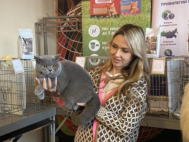 Коту всего 11 месяцев, однако он уже успел выиграть множество выставок | Источник: Ирина Господаренко / NGS22.RU