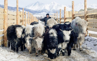 Саянская пастораль: как живут и разводят яков бурятские сойоты