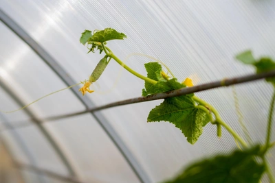 Ученый рассказал о влиянии жары на овощные культуры