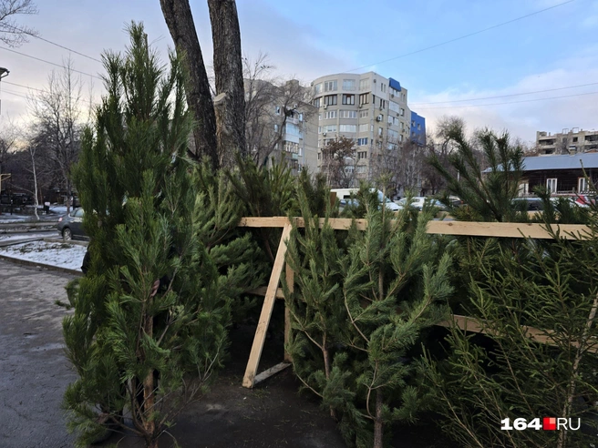 Торговец Левон (спрятался за деревом) стеснялся фотографироваться | Источник: Семен Коротов-Майбах / 164.RU