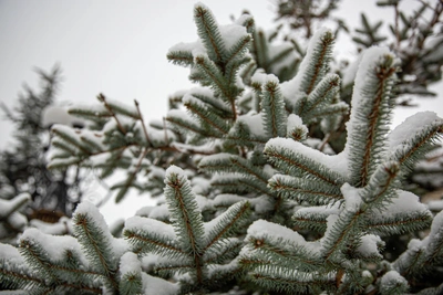 Снег и мороз в Воронежской области перед Новым годом
