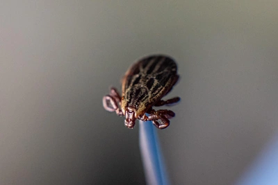 Активность клещей в Самаре: советы экспертов по защите