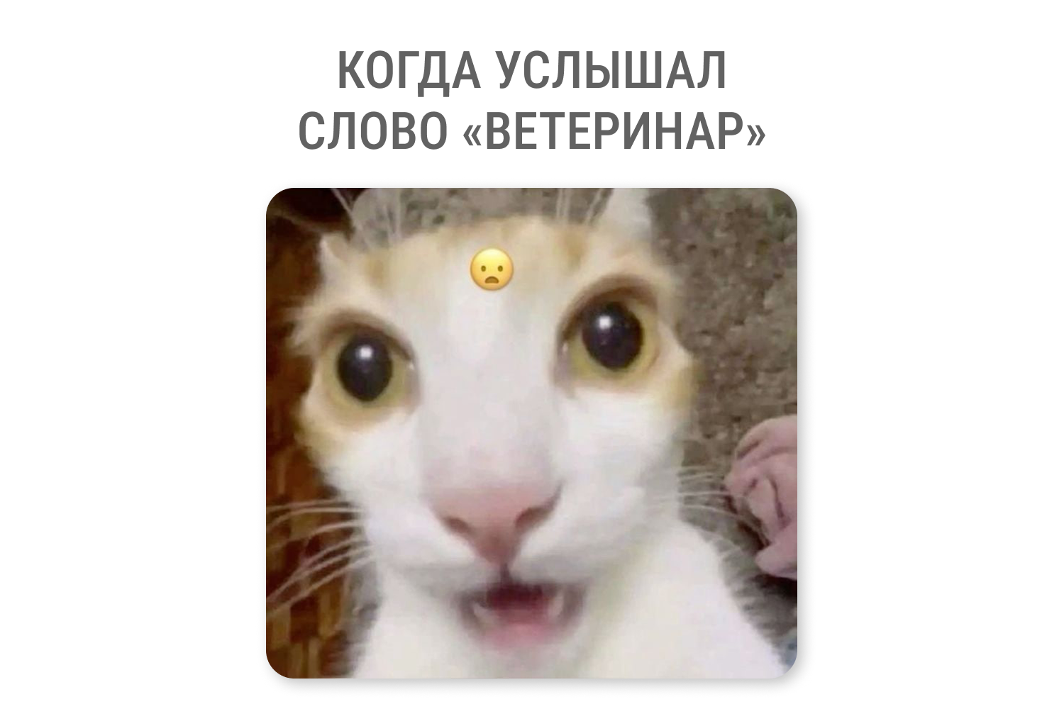 Смешные мемы с котами за июль 2026 года — вы узнаете своего пушистого озорника