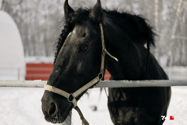 Кони этой породы всегда только вороные | Источник: Наталья Лапцевич / 74.RU