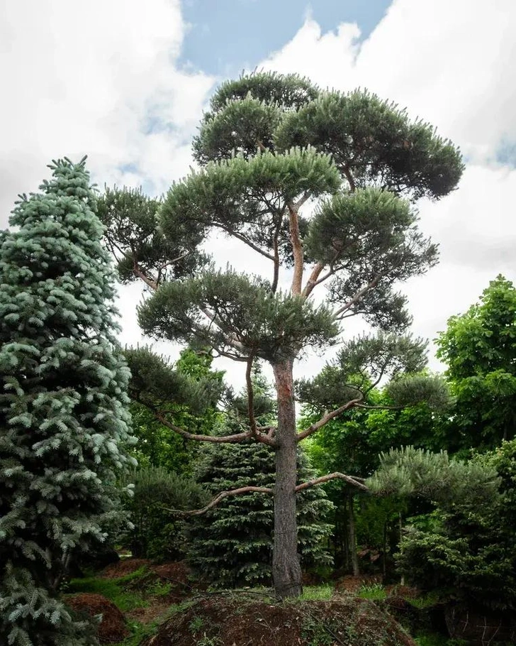 Источник: imperialgarden.ru