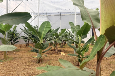 Сочи может заместить 40% импорта субтропических фруктов