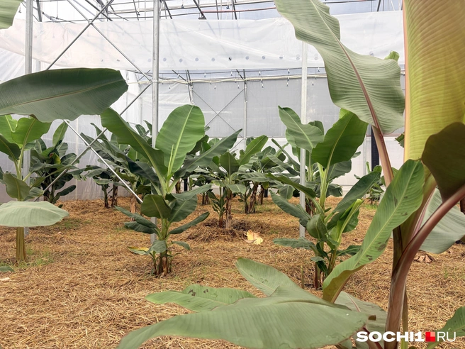 В теплице разные сорта бананов, чтобы понять, какому лучше в Сочи  | Источник: Анна Грицевич / SOCHI1.RU