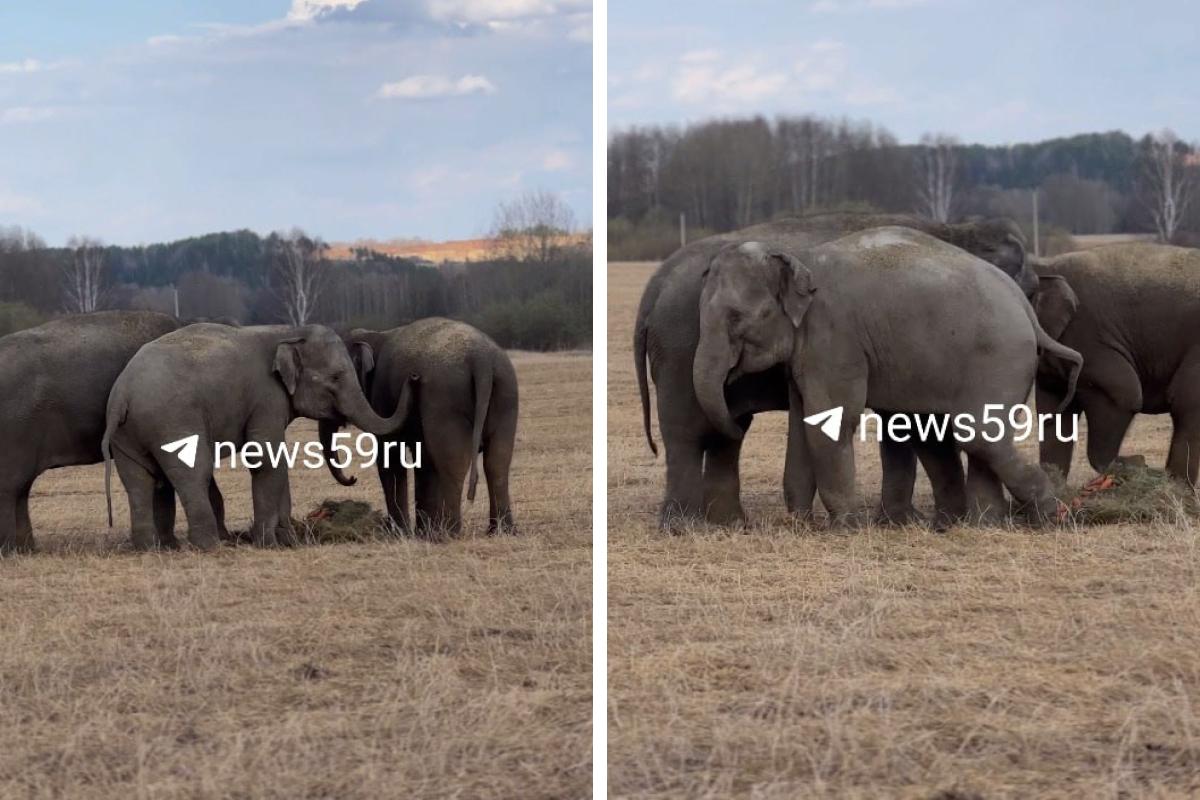«Водители были в шоке»: около Перми заметили пасущихся в поле слонов — выяснили, откуда они там взялись