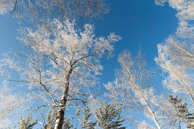 Последняя неделя зимы в Красноярске: морозы до -34°