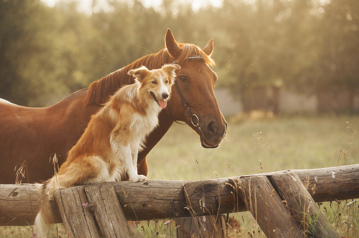 Как собаки и лошади находят общий язык в игре
