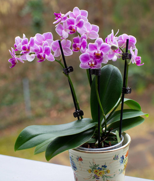 Приметы и суеверия об орхидеях в доме: как меняет жизнь экзотическое растение?