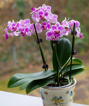 Приметы и суеверия об орхидеях в доме: как меняет жизнь экзотическое растение?
