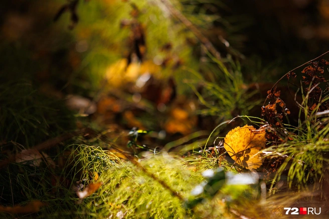 Источник: Ирина Шарова / 72.RU